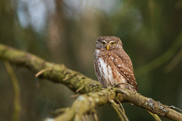 Eurasian pygmy owl (Glaucidium passerinum). Beautiful own in forest.