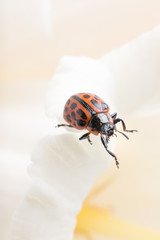 Close up of red ladybug in yellow daffodil flower.