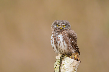 Eurasian pygmy owl (Glaucidium passerinum). Beautiful own in forest.