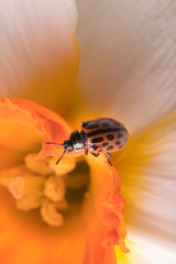Close up of red ladybug in yellow daffodil flower.