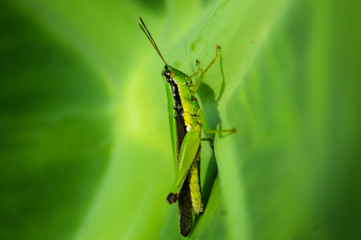 praying mantis on a green leaf