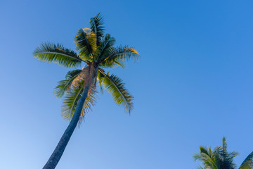Naklejka na ściany i meble Low Angle View Of Palm Tree Against Clear Blue Sky