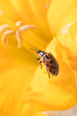 Close up of red ladybug in yellow daffodil flower.
