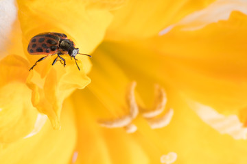 Close up of red ladybug in yellow daffodil flower.