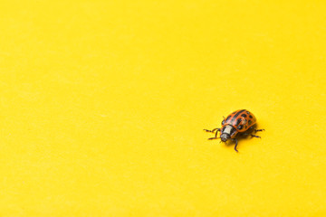 Ladybug insect isolated on yellow background. Macro, shallow DOF.