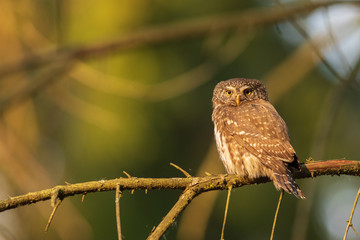 Eurasian pygmy owl (Glaucidium passerinum). Beautiful own in forest.