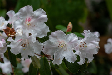 A closeup on blooming pink rhododendron sabrina adler