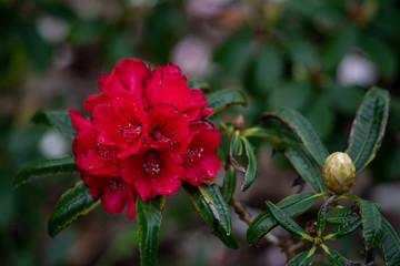 Closeup on blooming red rhododendron fred cummings