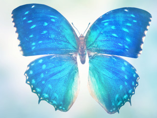 Obraz na płótnie Canvas Natural background with natural butterfly
