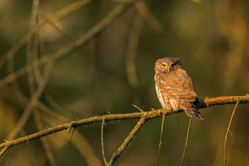 Eurasian pygmy owl (Glaucidium passerinum). Beautiful own in forest.