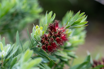 A closeup on Bottlebrush Little John