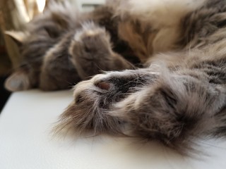 Shaggy gray cat is sleeping