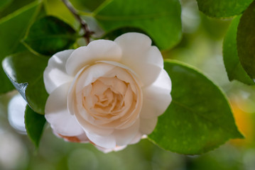 A flower of white camellia japonica Elizabeth