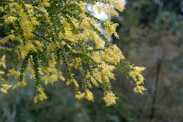 Blooming yellow bush of Acacia pravissima