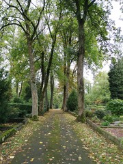 Fototapeta premium Lüdenscheid Allee auf dem Alten Friedhof