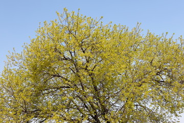 Fototapeta premium 버드나무가 보이는 아름다운 봄 풍경