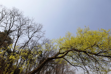 버드나무가 보이는 아름다운 봄 풍경