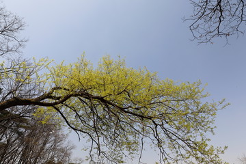 버드나무가 보이는 아름다운 봄 풍경