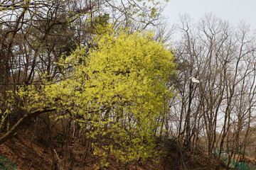 Fototapeta premium 버드나무가 보이는 아름다운 봄 풍경