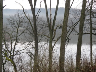 foggy river woods morning