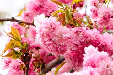 Fototapeta premium blossom in full bloom with beautiful scent
