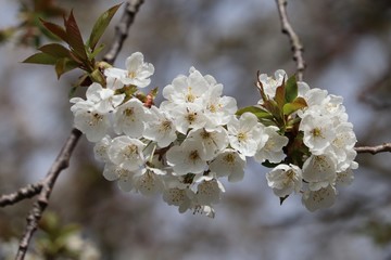 blossom in full bloom with beautiful scent