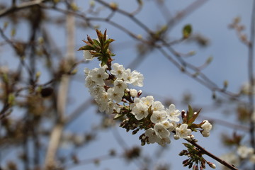 blossom in full bloom with beautiful scent