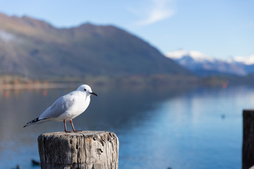Obraz premium A white pigeon perched on wooden post with mountain background at Lake Wanaka, New Zealand