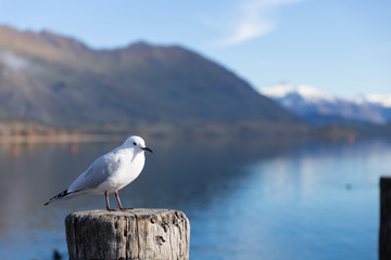 A white pigeon perched on wooden post with mountain background at Lake Wanaka, New Zealand