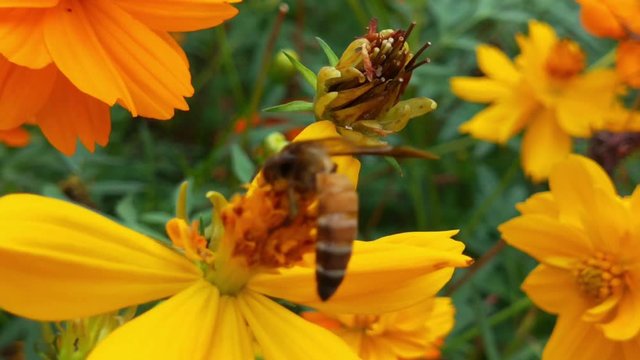 yellow cosmos sulphureus flower, sulfur cosmos and yellow cosmos flower, green leafs, blooming yellow cosmos flower, orange flower, cosmo flower yellow, beautiful cosmo flower, orange cosmo flower, ye