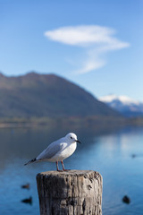 Obraz premium A white pigeon perched on wooden post with mountain background at Lake Wanaka, New Zealand