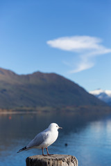 A white pigeon perched on wooden post with mountain background at Lake Wanaka, New Zealand