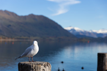 A white pigeon perched on wooden post with mountain background at Lake Wanaka, New Zealand