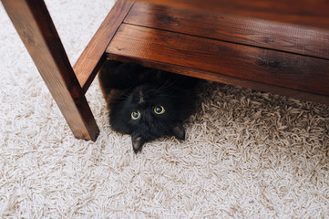 A funny fluffy black cat resembling a bat lies on a beige carpet and peeks out from under a wooden...
