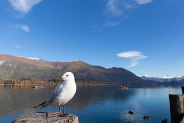 Fototapeta na wymiar A white pigeon perched on wooden post with mountain background at Lake Wanaka, New Zealand
