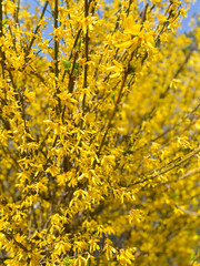 Close-up of a Forsythia bush on which yellow flowers bloomed in spring.