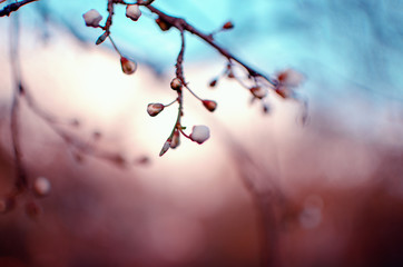 Weiße Blüten - Frühlen - Knospen
