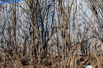 
Christmas tree branches cut down in the forest