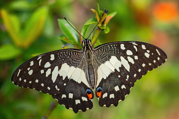 Lime Butterfly - Papilio demoleus, beautiful colored butterfly from Asian meadows and woodlands, Malaysia.