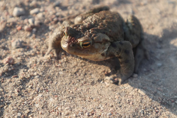 Toad, close-up, sitting on the sand