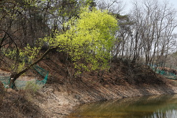 버드나무가 보이는 아름다운 봄 풍경