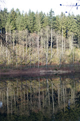 Lüdenscheid Bäume an der Fürwiggetalsperre