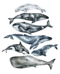 Watercolor whale illustration isolated on white background. Hand-painted realistic underwater animal art. Humpback, Grey, Blue, Killer, Bowhead, Beluga, Cachalot whales for prints, poster, cards. - obrazy, fototapety, plakaty