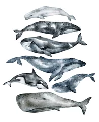 Muurstickers Watercolor whale illustration isolated on white background. Hand-painted realistic underwater animal art. Humpback, Grey, Blue, Killer, Bowhead, Beluga, Cachalot whales for prints, poster, cards. © Kate K.