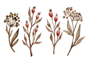 Watercolor hand-drawn dog rose branch in vintage style. Rosehip berry isolated on white background. Wild brown plant in boho style.