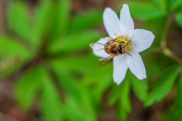 A bee collects honey on a primrose.