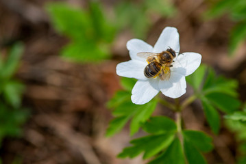 A bee collects honey on a white forest flower.