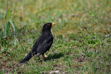 Blackbird on the tgreen grass on a Sunny day