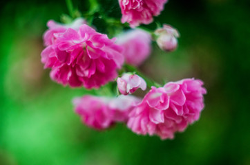 abstract background with pink flowers rose bush, unfocused blur rose petals, toned, light and  bokeh background, abstract unfocused background with a rose flower