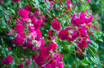  flowering rose bush, background with pink flowers rose bush, background with a rose flower, rose bush